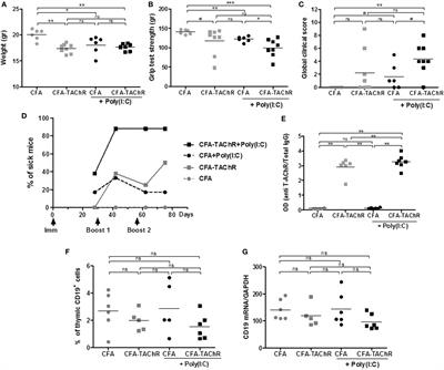 Use of Toll-Like Receptor Agonists to Induce Ectopic Lymphoid Structures in Myasthenia Gravis Mouse Models